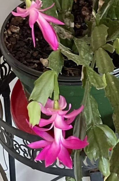 Schlumbergera Cactus Cutting - Perfect Pink Succulent Starter Plant for Home Decor or Gardening