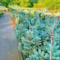 Colorado Blue Spruce Tree Seeds - Cold Hardy Bonsai Plant (Picea pungens "Glauca") - Perfect for Gardens and Landscapes
