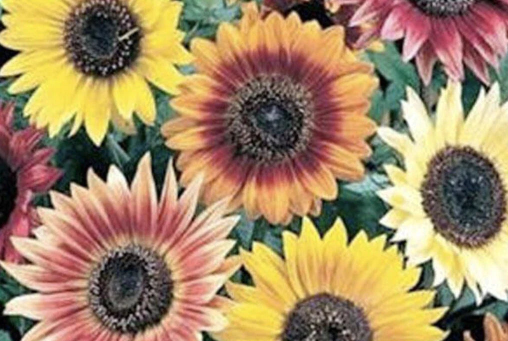 Sunflower Seeds - Autumn Beauty Mix - 35 Seeds - Helianthus annuus Variety