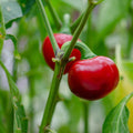 Cherry Pepper 2 Live Plant, Easy to Grow Edible Hot Peppers, Capsicum annuum