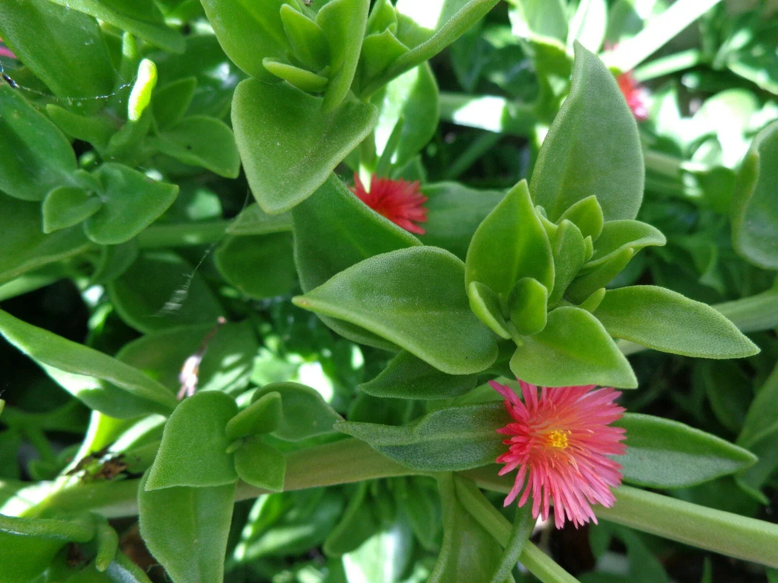 Aptenia cordifolia 'Red/Pink Apple Ice Plant' Cuttings - 20 Baby Sun Rose Succulents, 4"-7"