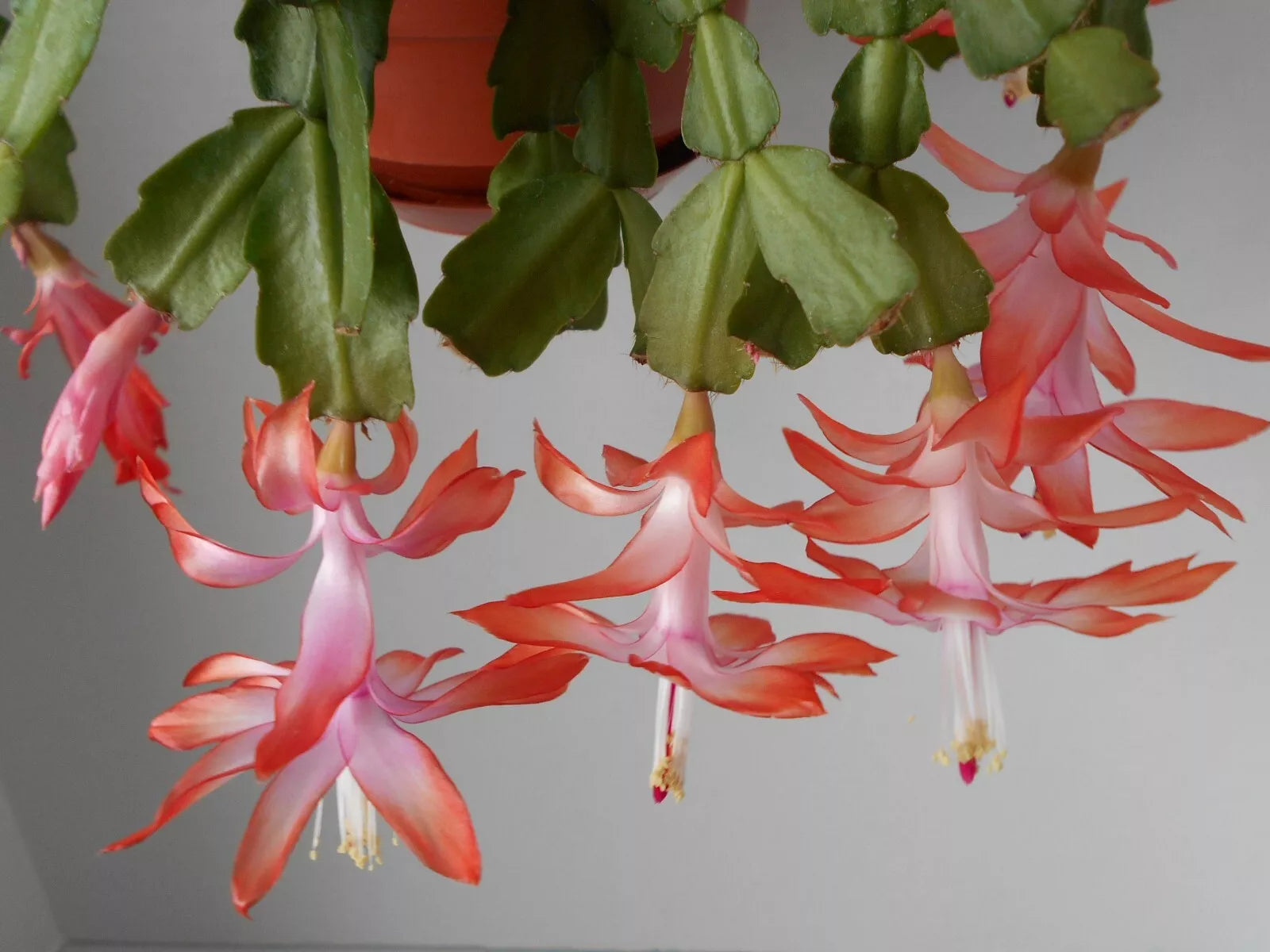 Schlumbergera Flamenca Starter Plant - Christmas Cactus - Pink Flowering Houseplant - Holiday Decor