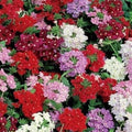 Dwarf Verbena Seed Mix - 12" Butterflies Love - 6 Color Variety - Non-GMO - 500 Seeds - Verbena hybrida