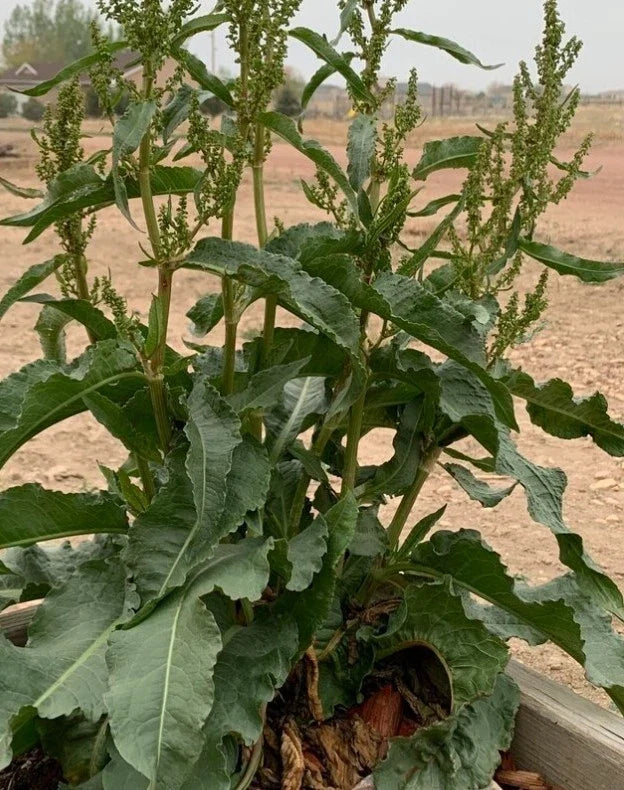 Curly Yellow Dock Seeds - 100+ Organic Medicinal Herb Seeds (Rumex crispus) - USA Grown, Fresh Until 04/2025