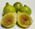 Kadota Fig Plant - Live Rooted, Self-Pollinating, Perfect for Pots - Ficus carica