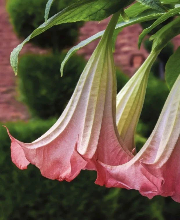 Brugmansia Suaveolens Seeds, 10 Pack, Pink Angel's Trumpet, Rose Flower, Tropical Perennial Plant