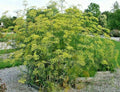 Fennel Seeds 100 Pack, Fern-Like Foliage, Yellow Flowers, Licorice Flavor, Foeniculum vulgare
