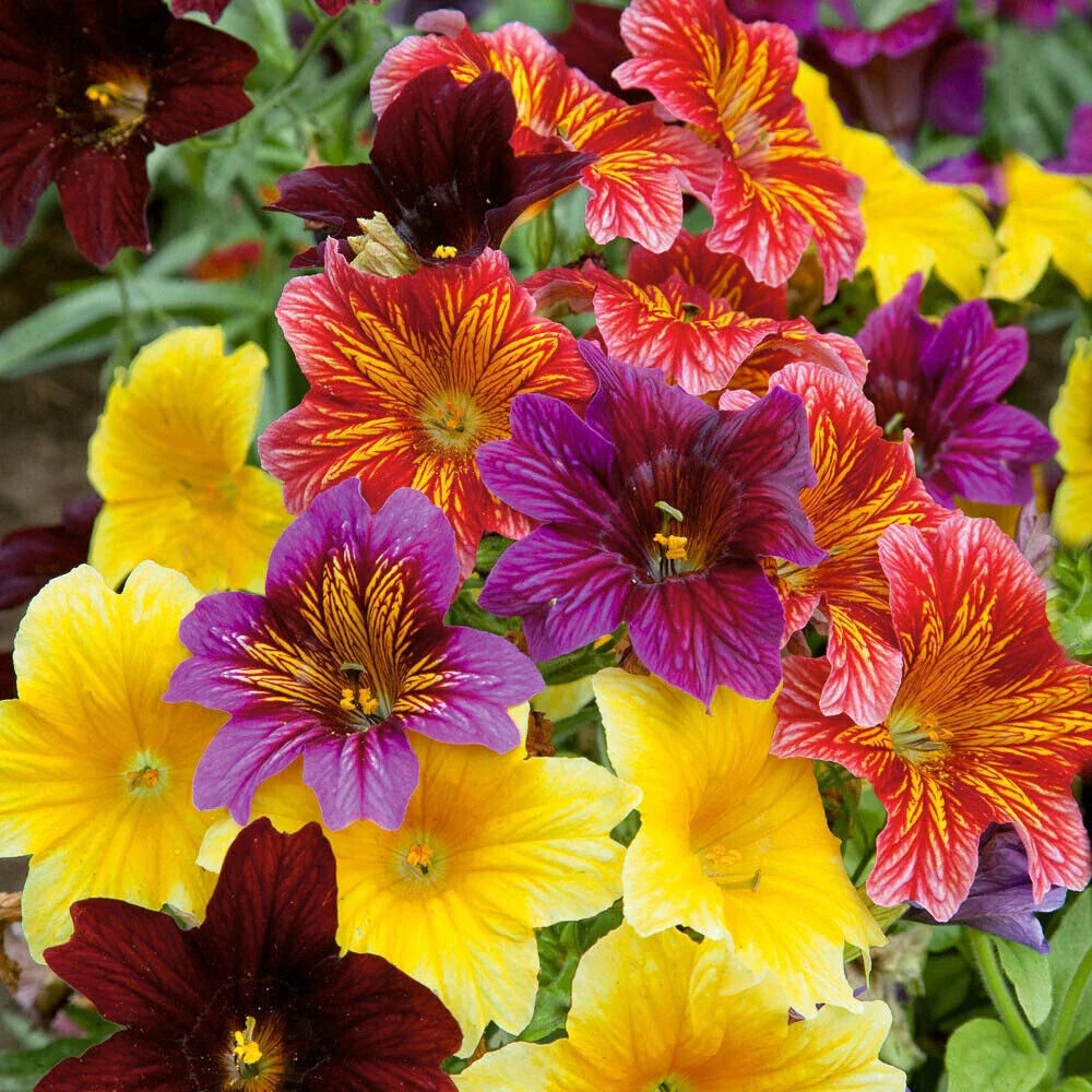 500+ EZ Annual Flower Seed Mix | Bulk Paisley Flowers | Salpiglosis grandiflora