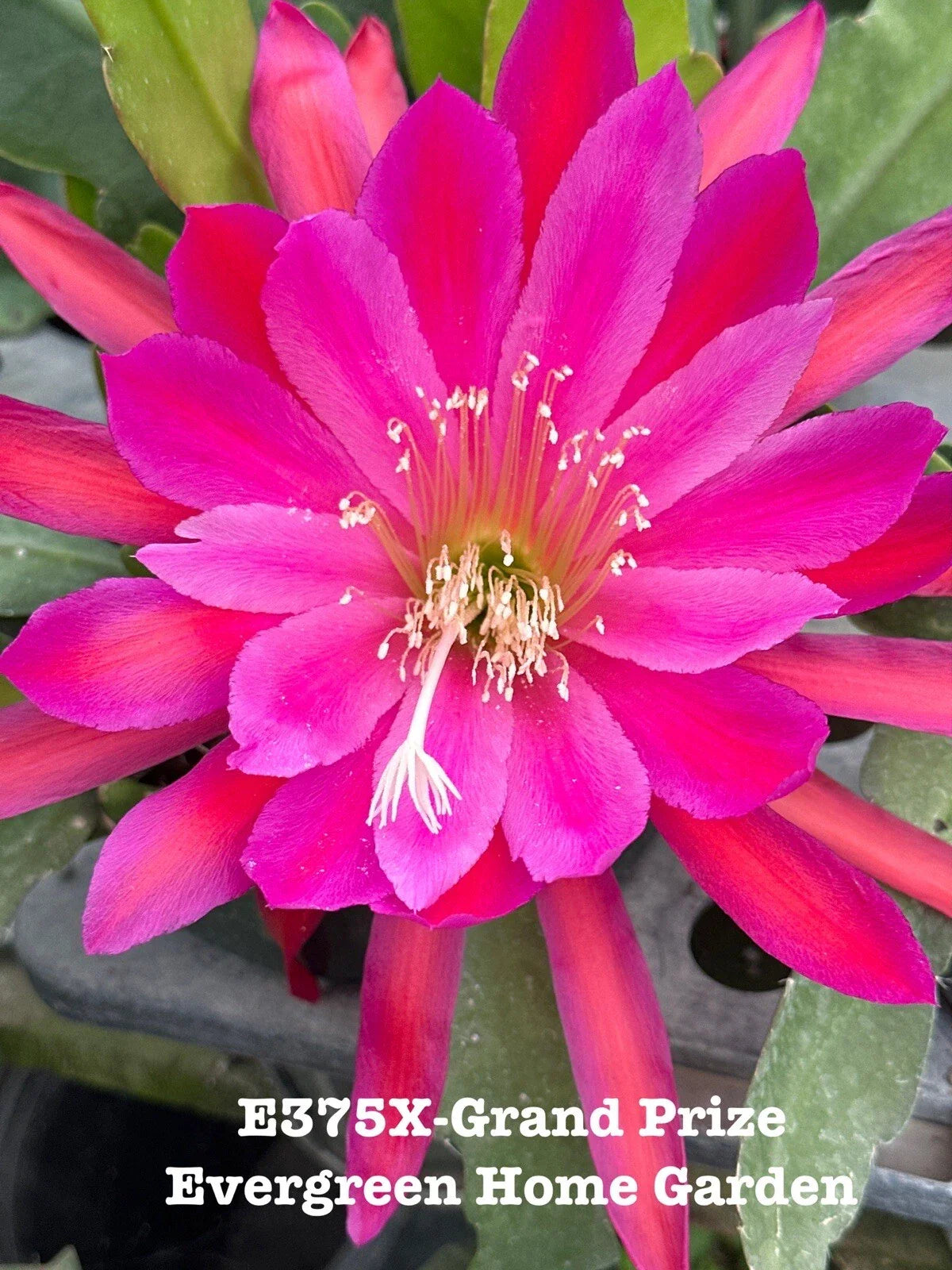 Rooted Epiphyllum Orchid Cactus 4” Starter Pot “Grand Prize” | Exotic Houseplant for Indoor Gardening, Epiphyllum oxypetalum