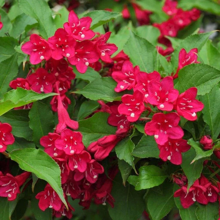 Red Weigela Plant 4' Pot Deciduous Shrub Red Flowers Weigela florida 6-12" Height Hummingbird Friendly Low-Maintenance