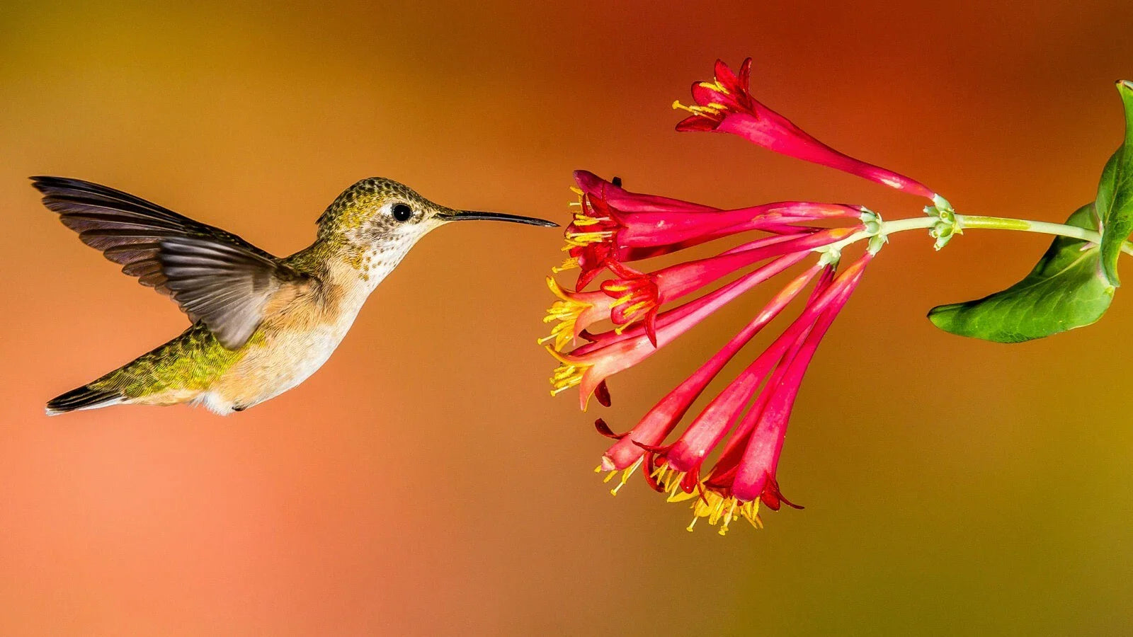 Hummingbird Wildflower Seed Mix 1 oz Perennial Garden Blend for Hummingbirds, Easy to Grow