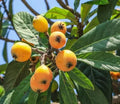 Loquat Fruit Tree Scions Cuttings 6-8in for Rooting and Grafting - Eriobotrya japonica