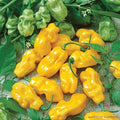 Golden Habanero Hot Pepper Seeds - 25+ Count - Capsicum chinense - Ideal for Home Garden Planting - USA
