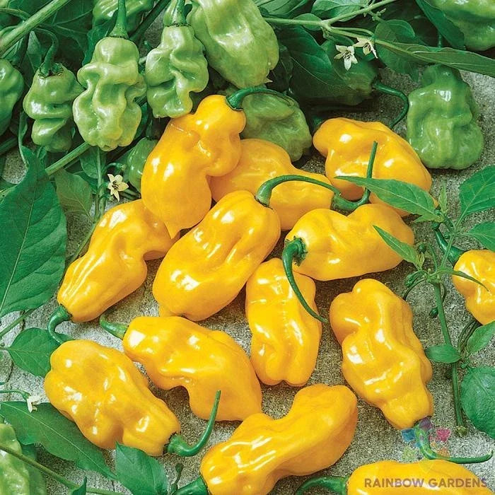 Golden Habanero Hot Pepper Seeds - 25+ Count - Capsicum chinense - Ideal for Home Garden Planting - USA