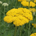 Yarrow Seeds - 1500 Non-GMO Fernleaf Gold Perennial Flowers for Pollinators - Achillea millefolium