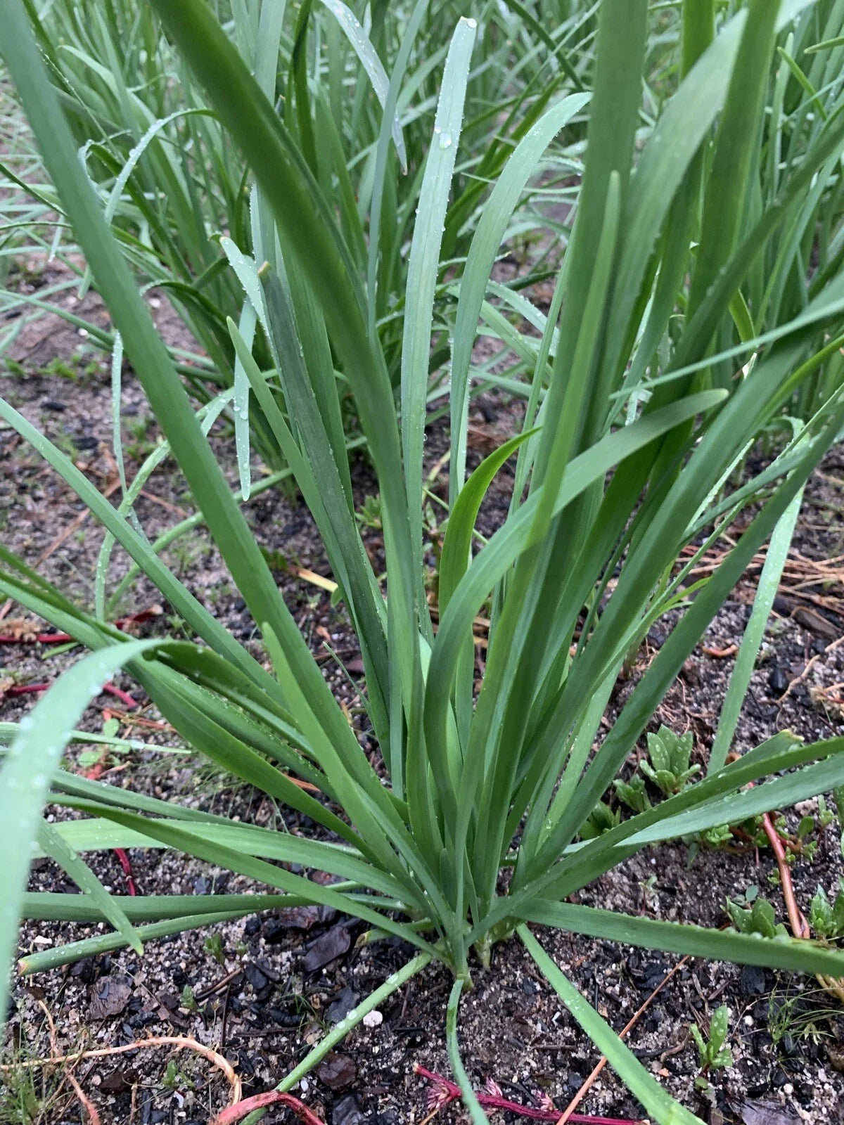 Organic Garlic Chives Leek Plant Bare Root - 55 Live Stalks (Allium tuberosum) Non-GMO 老韭菜根