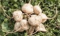Jicama Seeds for Planting - 300+ Seeds - Singkamas - Pachyrhizus erosus - USA Seller