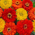 Zinnia Seed Mix - 200 Organic Seeds - Colorful South of The Border Variety - USA Grown