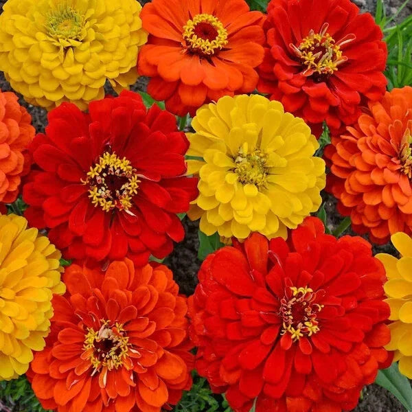 Zinnia Seed Mix - 200 Organic Seeds - Colorful South of The Border Variety - USA Grown