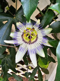 Hardy Blue Crown Passion Fruit Vine - Small Rooted Starter Plant - Passiflora caerulea