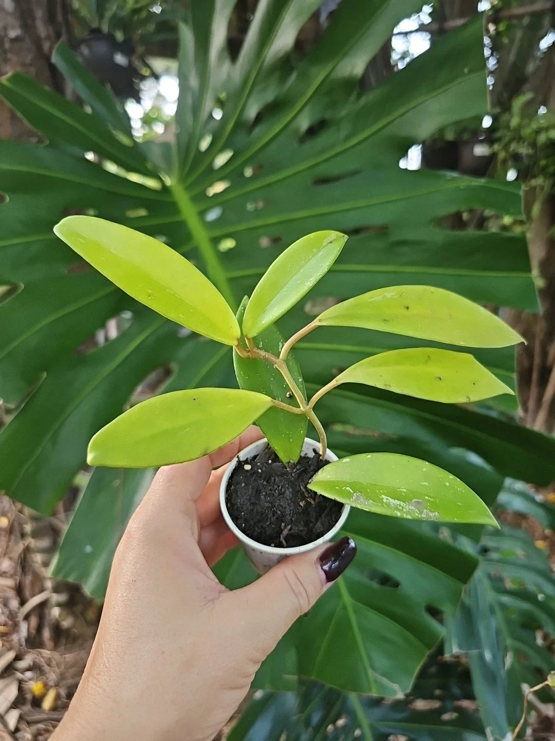Hoya Pubicalyx Splash Tropical Houseplant - 2.5" Pot - Large Leaf Wax Plant