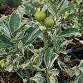 Variegated Cara Cara Navel Orange Cuttings - 3 Fresh Citrus Cuttings, No Roots - Citrus x sinensis