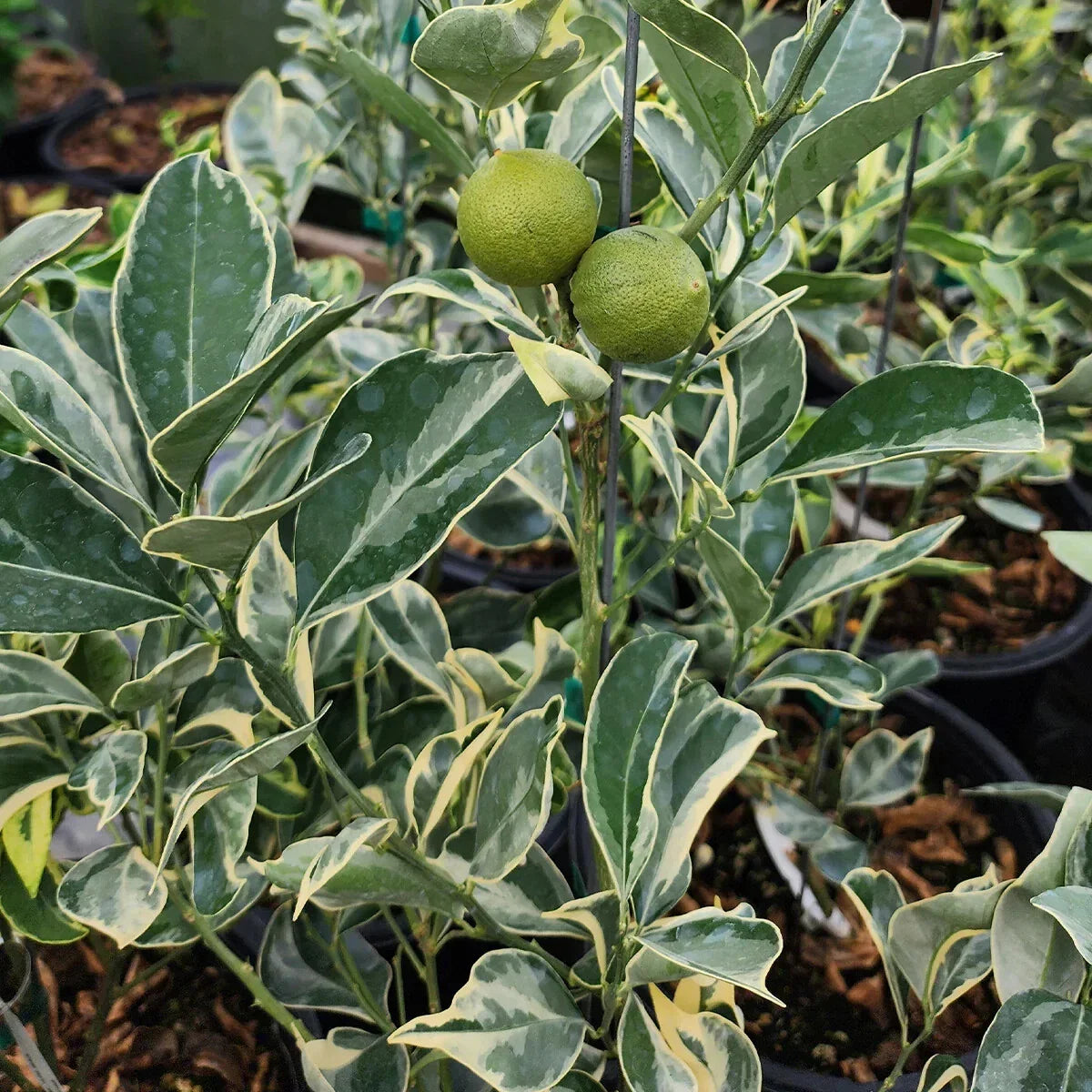 Variegated Cara Cara Navel Orange Cuttings - 3 Fresh Citrus Cuttings, No Roots - Citrus x sinensis