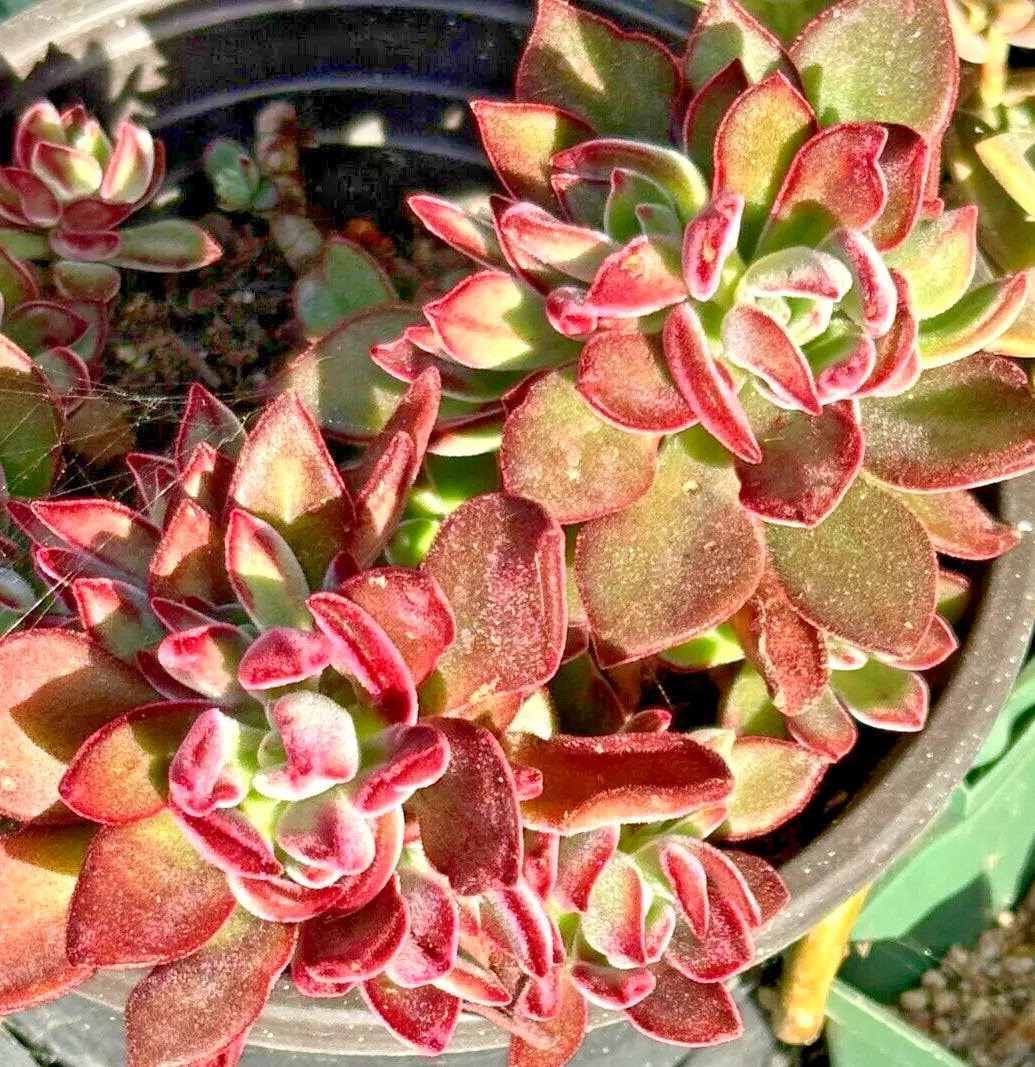 Succulent Echeveria Pulvinata 3 Live 1" Fuzzy Red Cuttings - Echeveria pulvinata