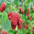 Raspberry Canes Bare Root 1-Year-Old Joan J - Rubus idaeus Variety for Home Garden