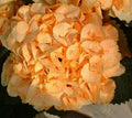Yellow Hydrangea Seeds - 5 Perennial Hardy Flowering Shrub Seeds - Hydrangea macrophylla