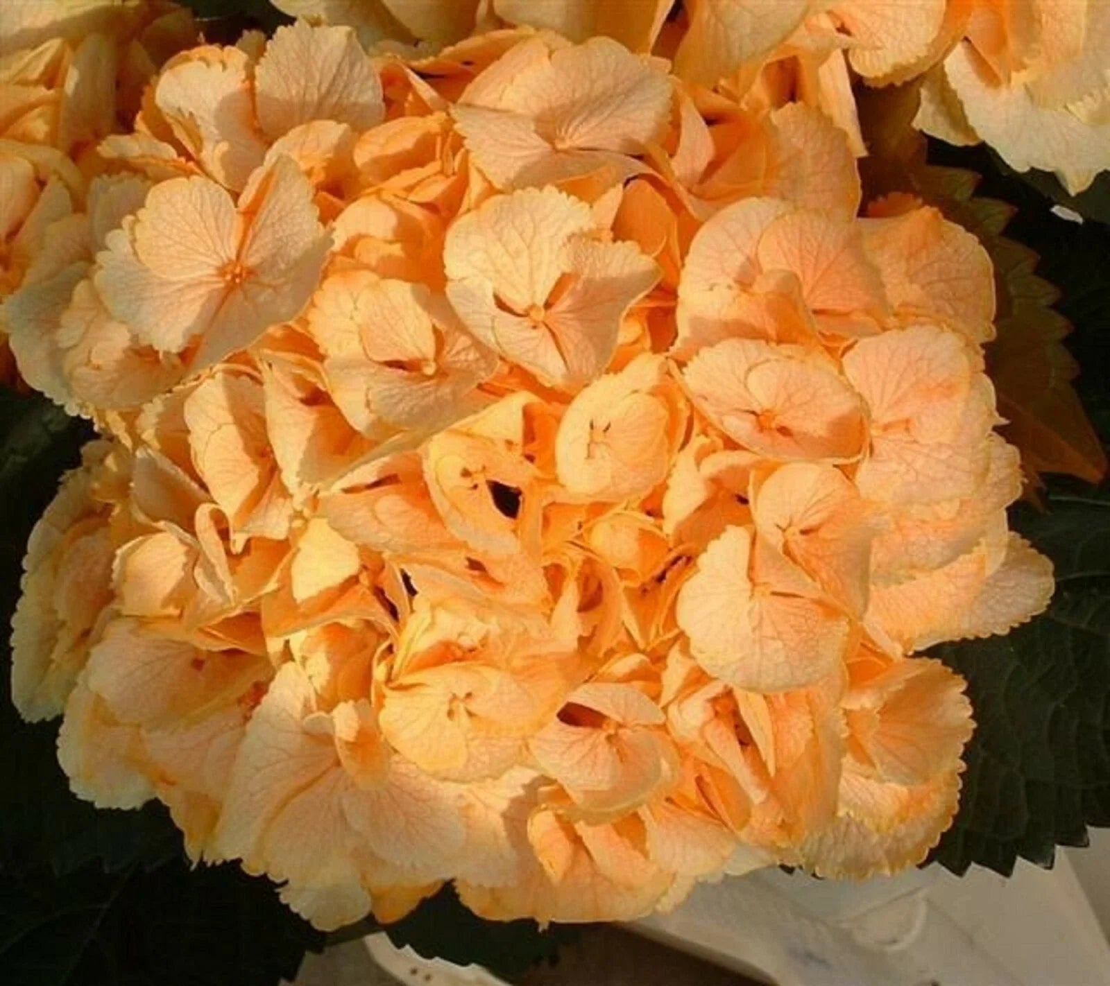 Yellow Hydrangea Seeds - 5 Perennial Hardy Flowering Shrub Seeds - Hydrangea macrophylla