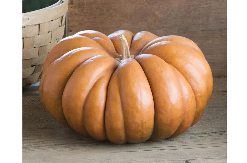 Musquee De Provence Pumpkin Seeds - 10 Organic USA Seeds - Heirloom Variety for Home Gardening