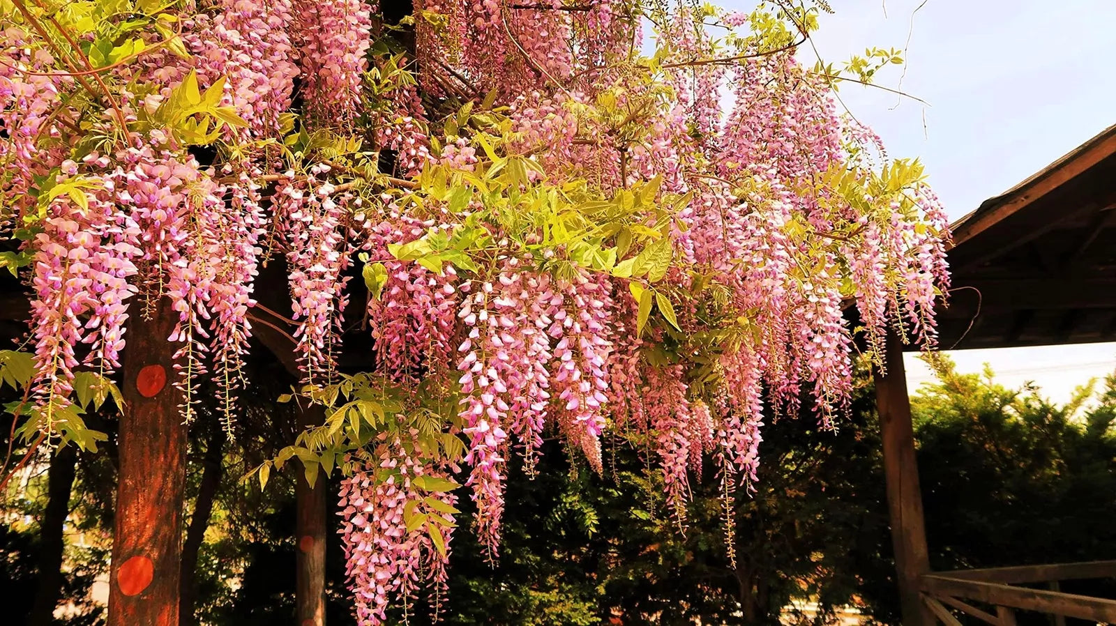 Rare Pink Wisteria Bonsai Tree Seeds, 5 Seeds - Japanese Wisteria (Wisteria floribunda) for Home Gardening