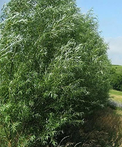 Hybrid Willow Trees - 15 Cuttings - Fast Growing 10 ft/year - Austree - Dense Hedge for Privacy Fence