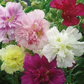Hollyhock Seeds - SUMMER CARNIVAL Mixed Colors - Biennial Flower Seeds - Alcea rosea - 50 Seeds for Spring/Fall Planting