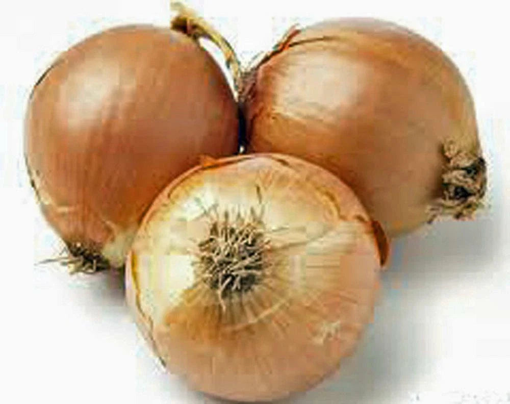 Onion Seed 500 Count, Spanish Yellow Heirloom, Non-GMO, Allium cepa