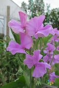 Marion Sweet Pea Seeds - 50+ Seeds for Garden Planting - Lathyrus odoratus - USA Grown - Non-GMO