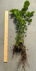 Rose of Sharon Seedling Lot of 6 Bare Root Starter Plants - Hibiscus syriacus