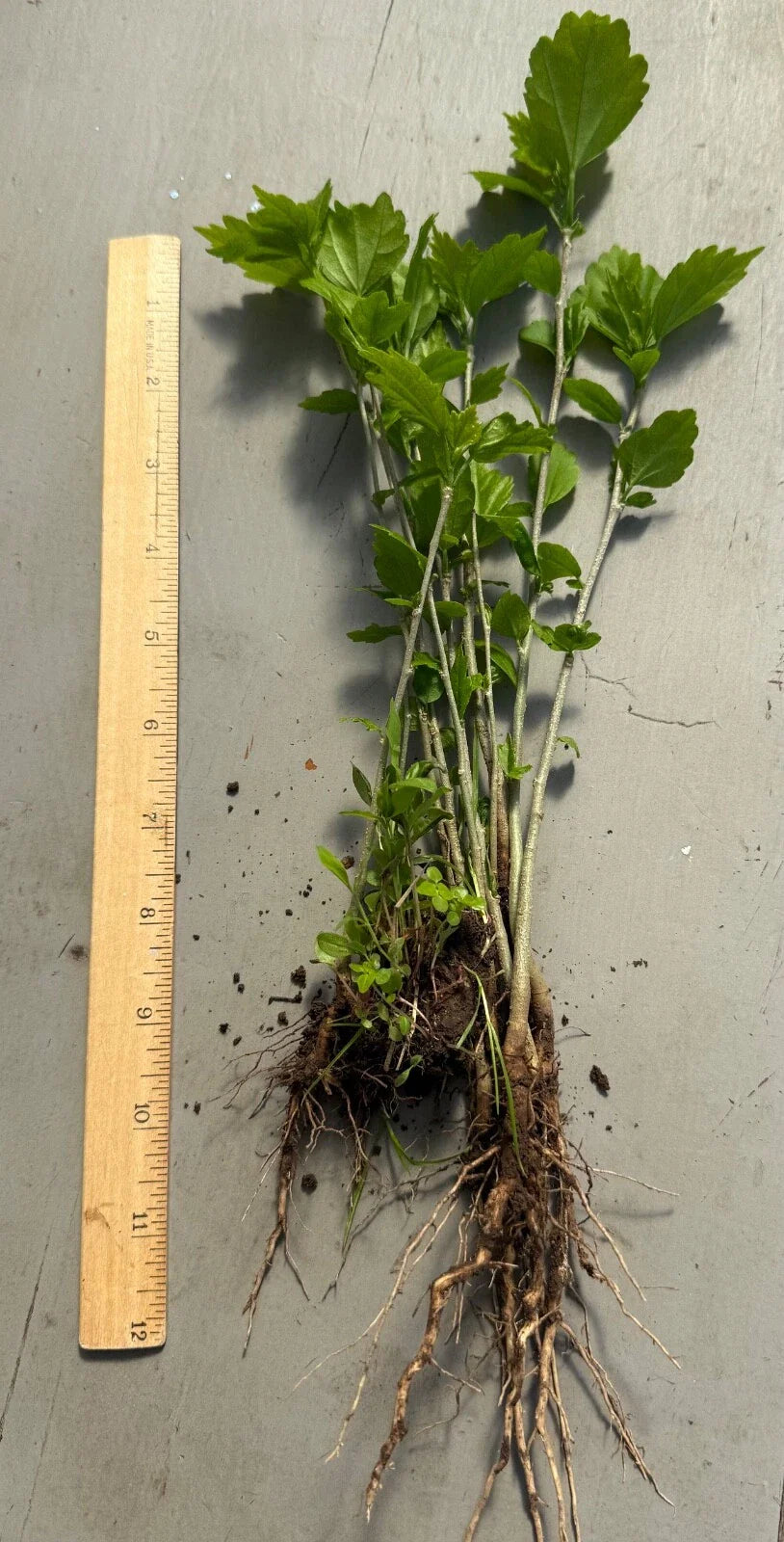 Rose of Sharon Seedling Lot of 6 Bare Root Starter Plants - Hibiscus syriacus