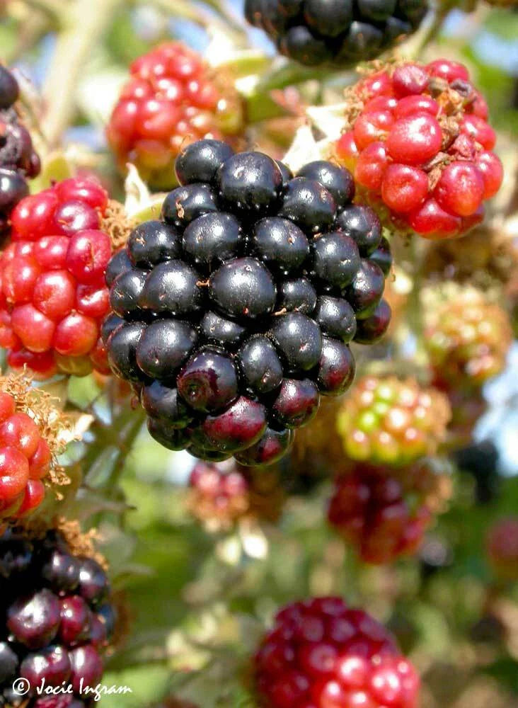 Wild Blackberry Bush Cuttings Set of 12 Unrooted - Rubus fruticosus