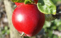 Red Devil Apple Seeds - 25+ Pack for Garden Planting - Malus domestica - USA - Free Shipping