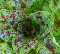 Freckles Romaine Lettuce Seeds - 1000+ Healthy Garden Greens - Lactuca sativa