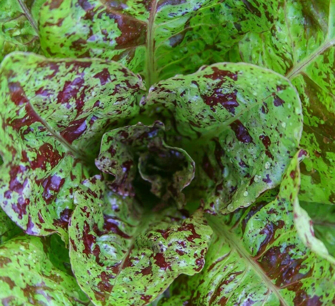 Freckles Romaine Lettuce Seeds - 1000+ Healthy Garden Greens - Lactuca sativa