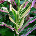 Candy Striped Corn Seeds - Pack of 20 - Non-GMO Sweet Corn (Zea mays) for Planting