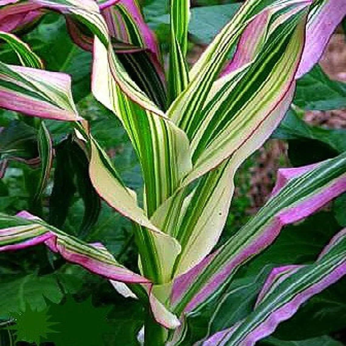 Candy Striped Corn Seeds - Pack of 20 - Non-GMO Sweet Corn (Zea mays) for Planting