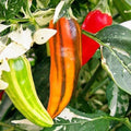 Fish Pepper Seeds - Medium-Hot Heirloom Non-GMO Variety - Capsicum annuum