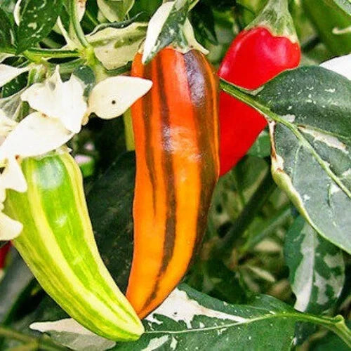 Fish Pepper Seeds - Medium-Hot Heirloom Non-GMO Variety - Capsicum annuum