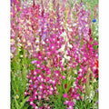 Snapdragon Seeds - 2000+ Northern Lights Mix - Colorful Spring & Fall Flowers - Antirrhinum majus