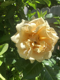 Pale Golden Fragrant Rose Cuttings, 6 Inch Logs, No Roots, Rosa spp. (5 Pack)