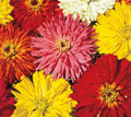 Zinnia Seeds Cactus Flowered Mix 100+ Colors Annual - Zinnia elegans - Attracts Bees, Non-GMO, Easy to Grow